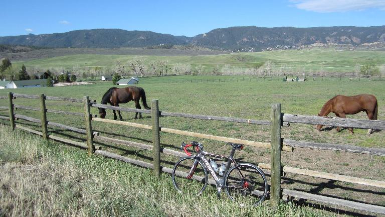 Mile ~40: Horses along the Front Range.