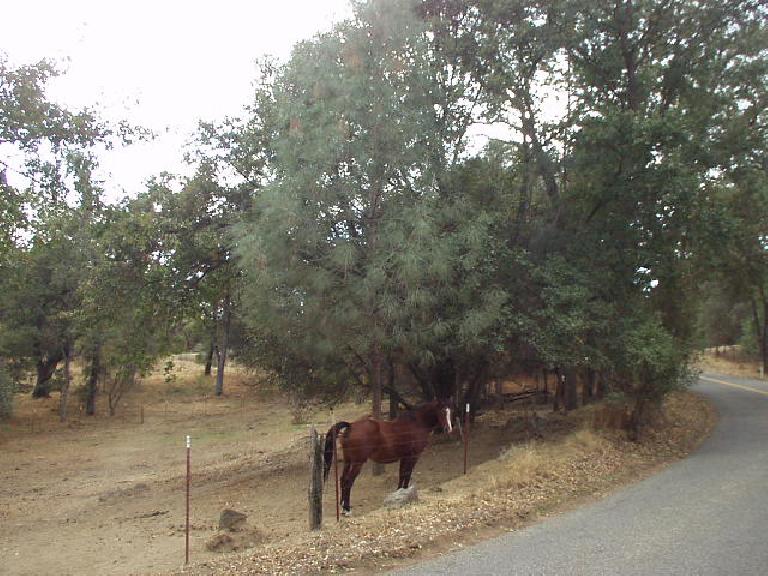 [Mile 127, 3:26 p.m.] A horse.  Other animals seen along the road were tarantulas and (non-dangerous) snakes!