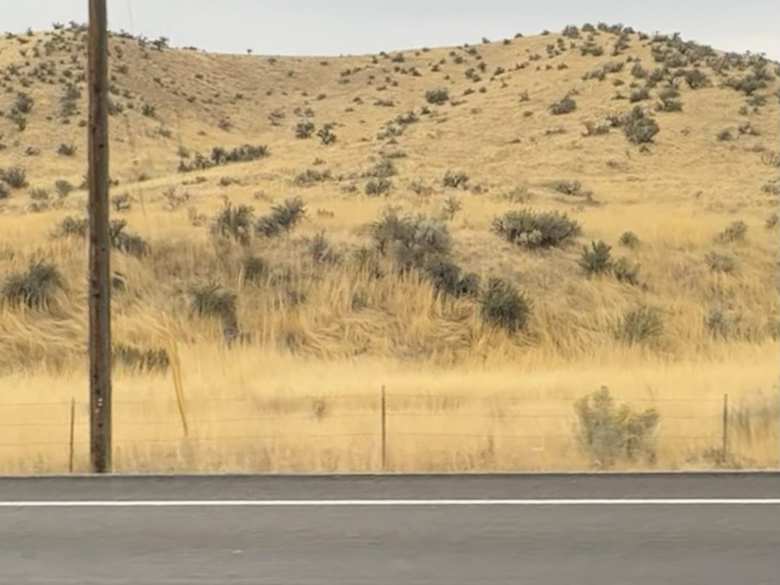 The golden foothills to the west of Boise, Idaho had no trees---a big contrast to the city itself.