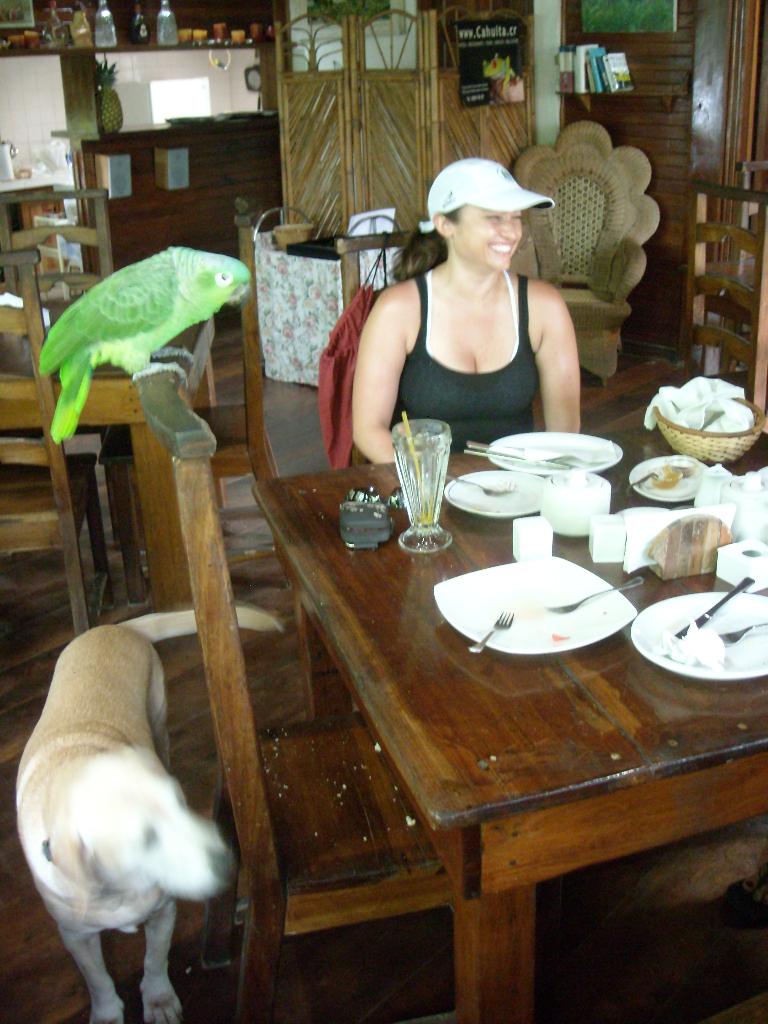 Now there were six at the table: Verdi, el perro, Raquel, the marmalade-eating lizard, Tori and Felix Wong (not shown).