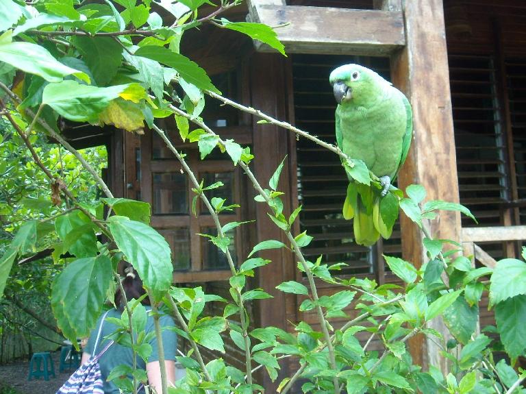 As we walked into the breakfast room of the Kelly Creek Hotel in Cahuita, Costa Rica, a very friendly parrot named Verdi greeted us with multiple "holas".