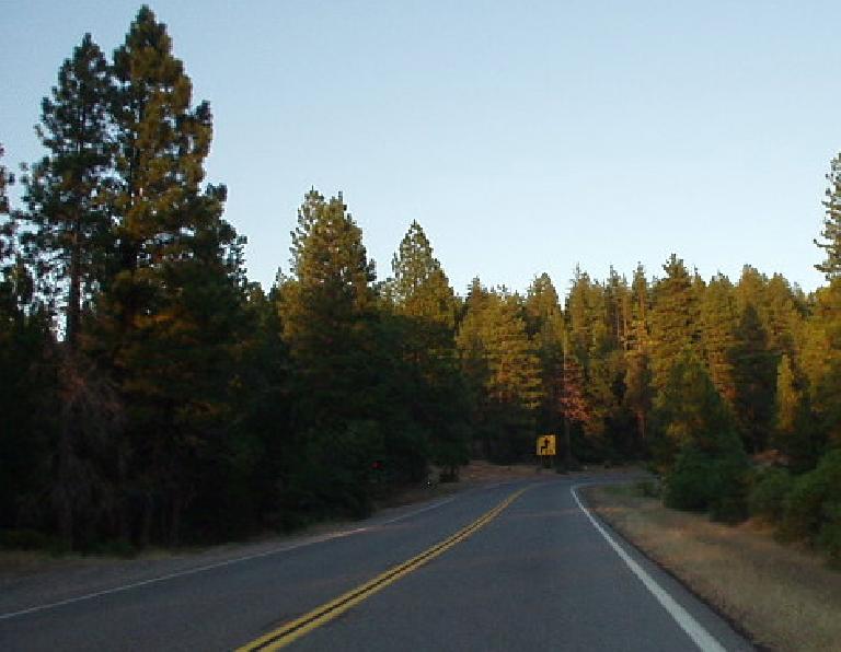 One of my best driving days was going towards Lassen Peak on CA-67, with the rays of a dawning sun intertwining with the green needles of towering pine trees.