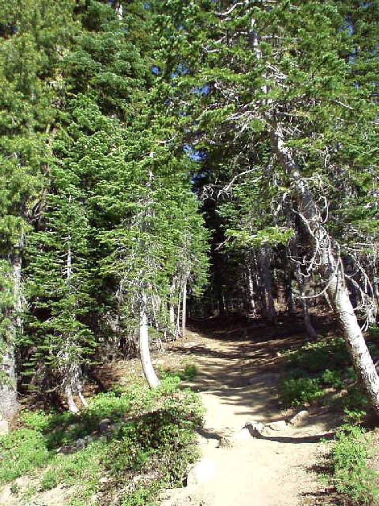 Until the very top (which is dominated by talus), there are a lot of pine trees which you walk through on a dusty trail.
