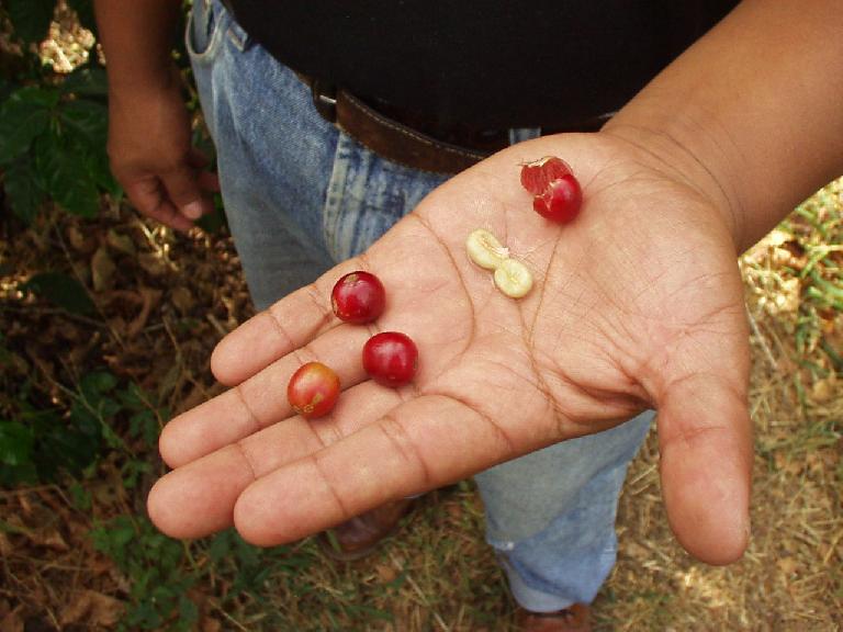 After they are picked, each coffee bean is squeezed to yield two coffee bean halves.