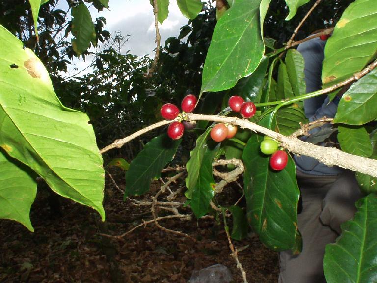 To preserve the tree for the next growing season, it is best to twist the beans off of the tree.  Hence, Cafe Ruiz only employs hand-picking (instead of a machine) for its beans.