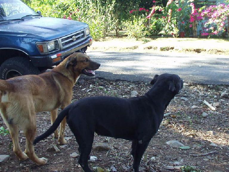 I hung out for the dogs for about 15 minutes while waiting to meet the horses.