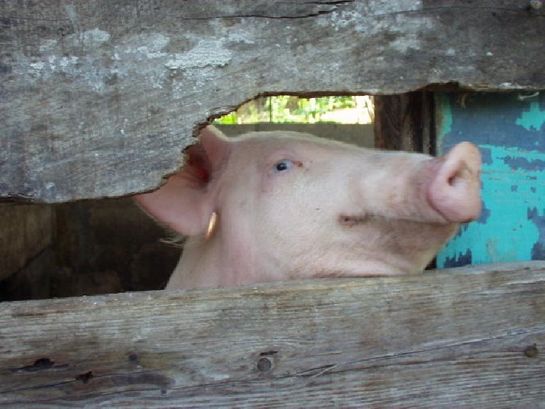 A happy pig.