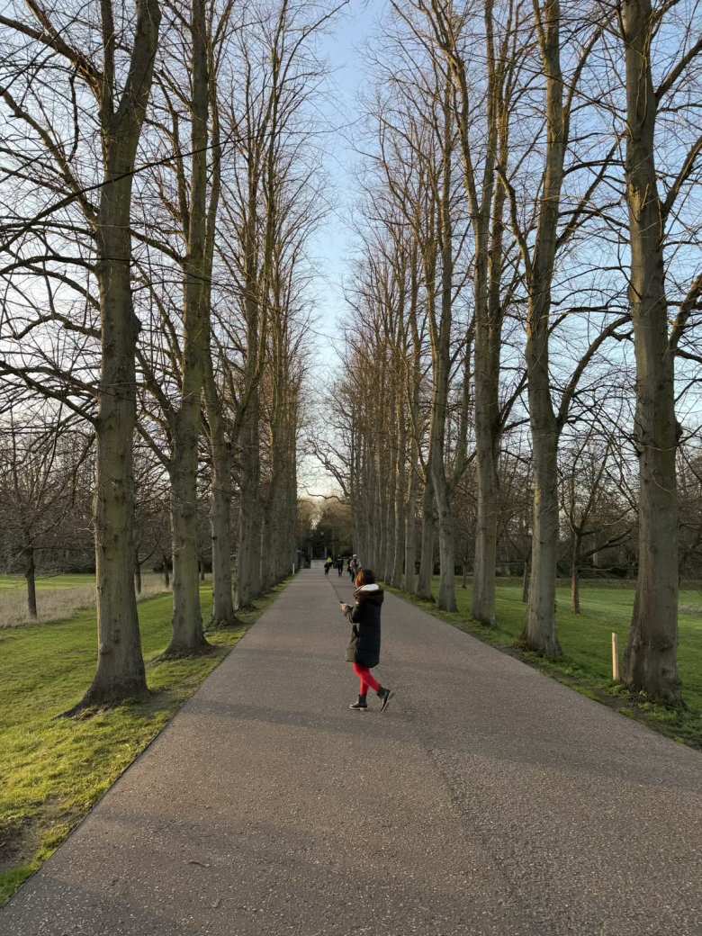 Tall trees lined The Avenue in Trinity College.
