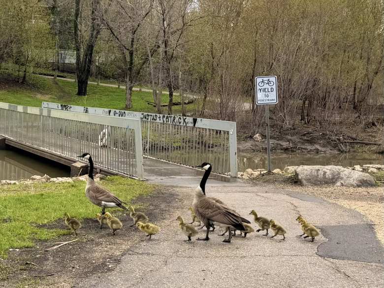 A family of ducks crossing the recreation path.