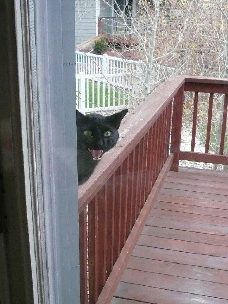 Black cat in my back yard.