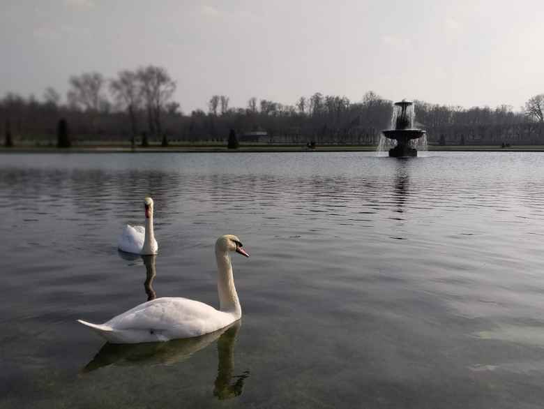 Swans on the lake outside the Château de Fontainbleau.