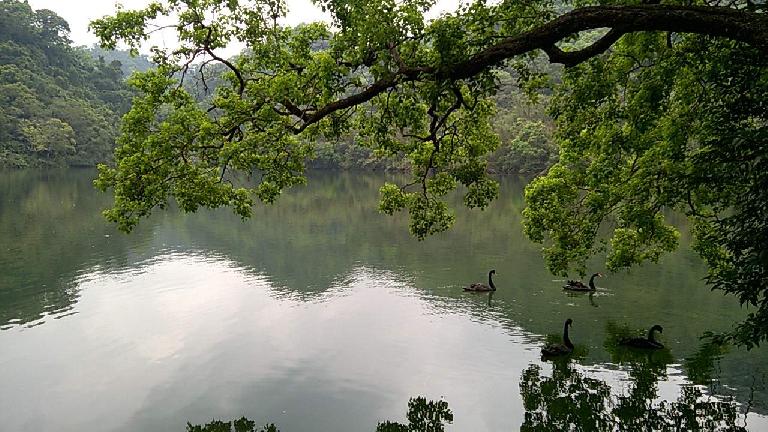 Ducks on a lake near the Cihu Mausoleum.