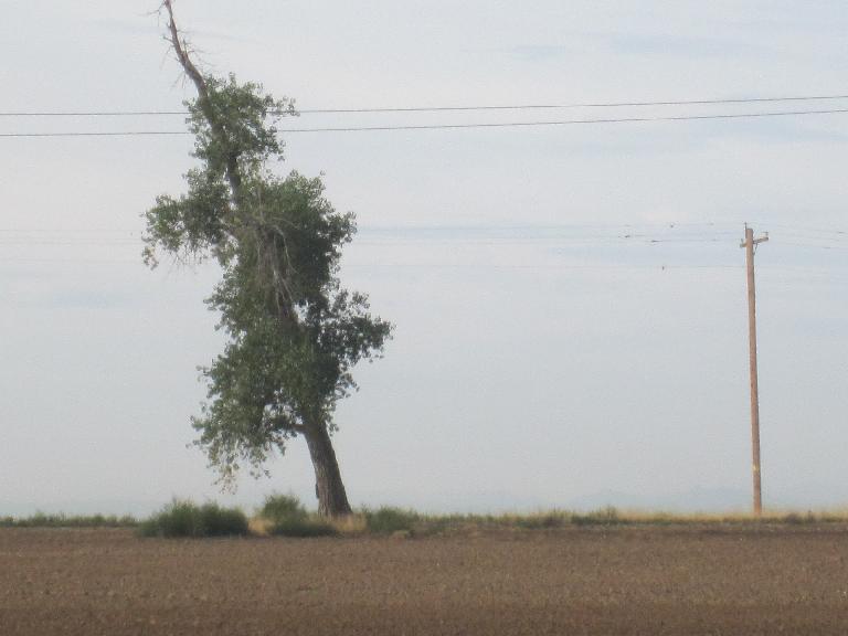 [Day 1, Mile 27, 7:45 a.m.] A very slanted tree off Colorado Blvd.