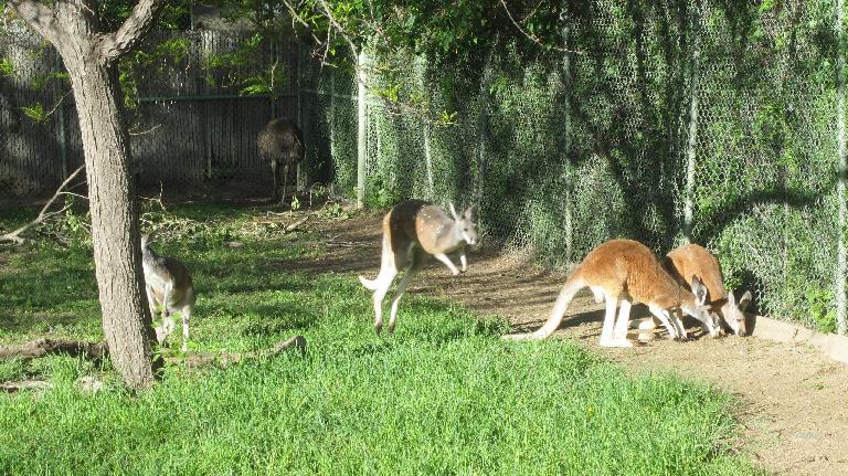 Kangaroos at the Denver Zoo.