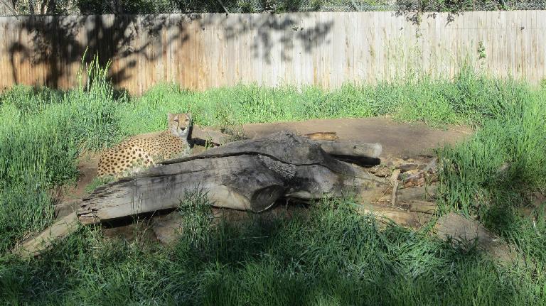 Leopard at the Denver Zoo.
