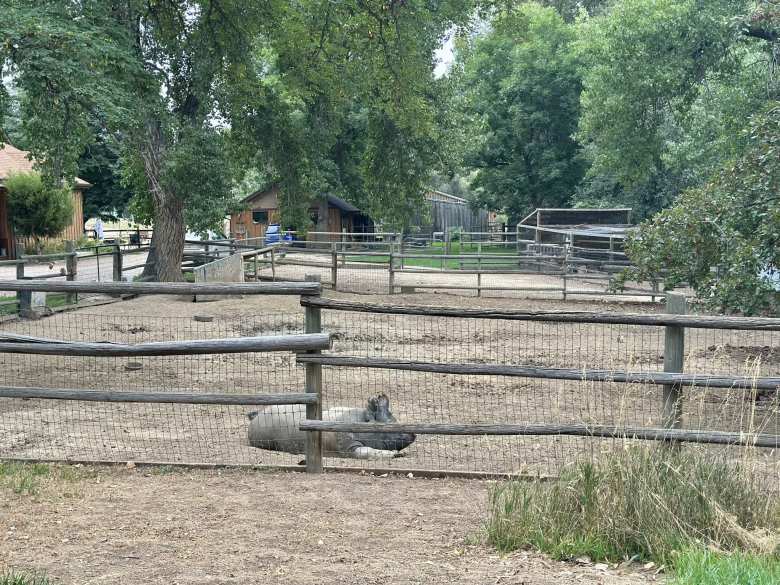 A happy pig we ran by in north Fort Collins.