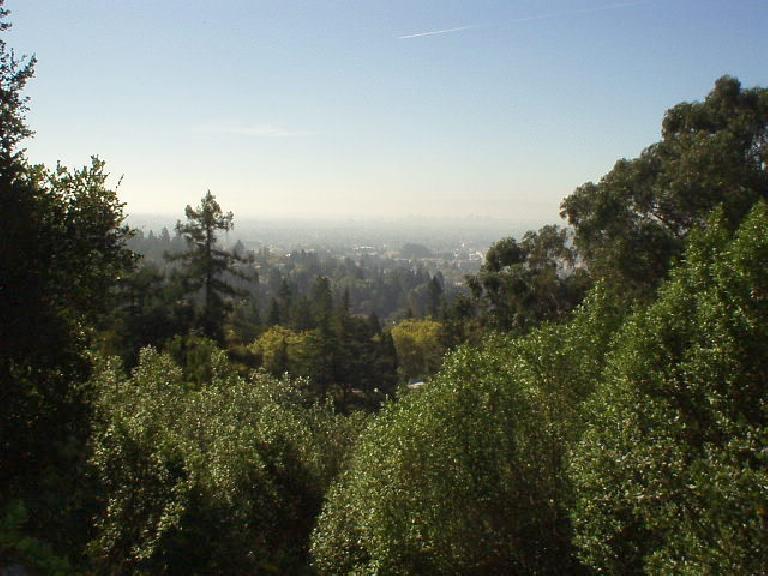 This may merely look like trees and smog, but I was actually trying to shoot a pic of the great view of Berkeley and the bay!