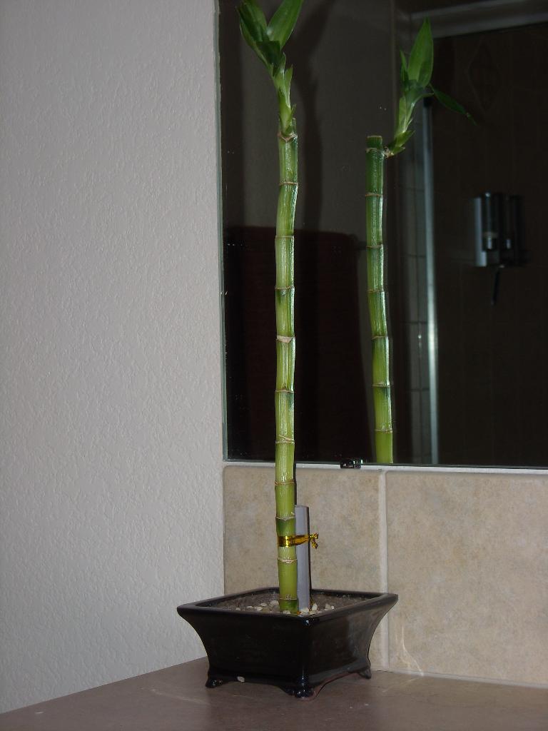 One of the exhibitors gave me a bamboo plant.  I put it in the base originally for a bamboo housewarming gift that Lisa gave me 5 years ago, a gift that was supposedly "impossible to kill" but I managed to prove wrong.  Hopefully I can keep this one alive.