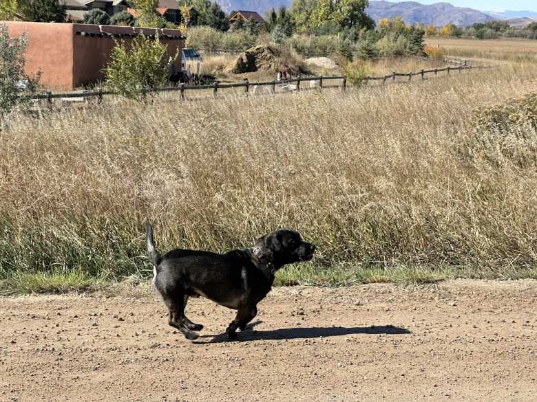 This dog may look cute, but it gave me a nasty bite.