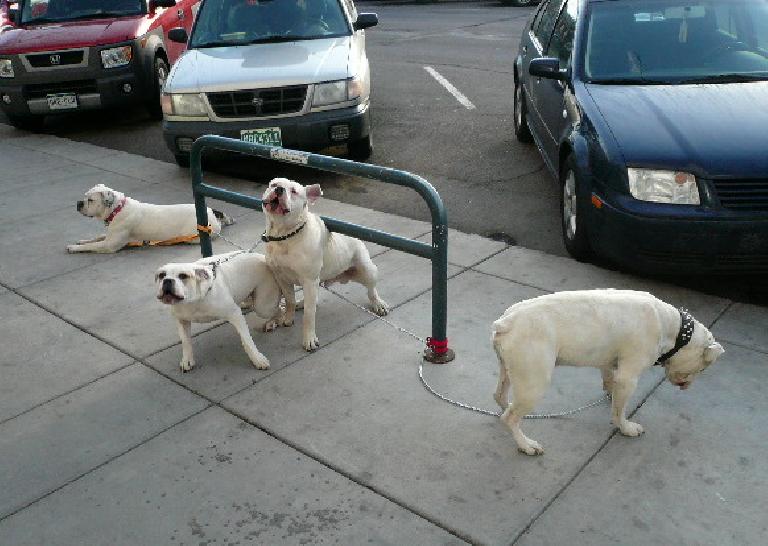 Four white dogs by a bike rack on the sidewalk in front of three cars