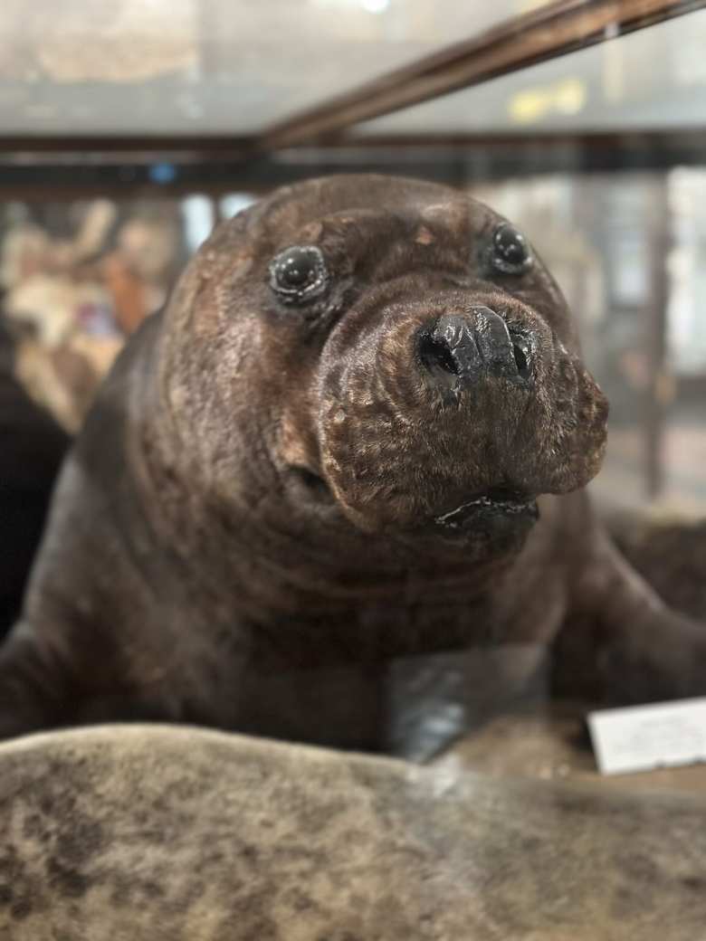A seal at the National Museum of Ireland - National History.