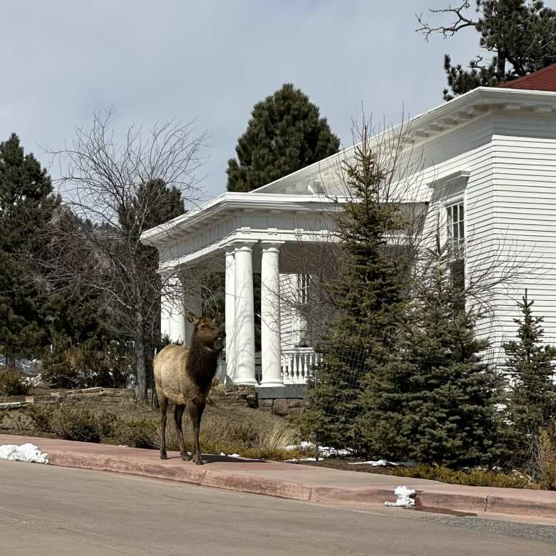 A live elk on the sidewalk at the Stanley Hotel.