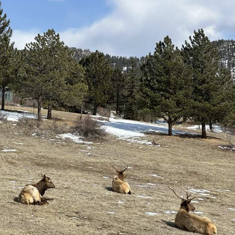 Elk resting on the ground in a field in Estes Park.