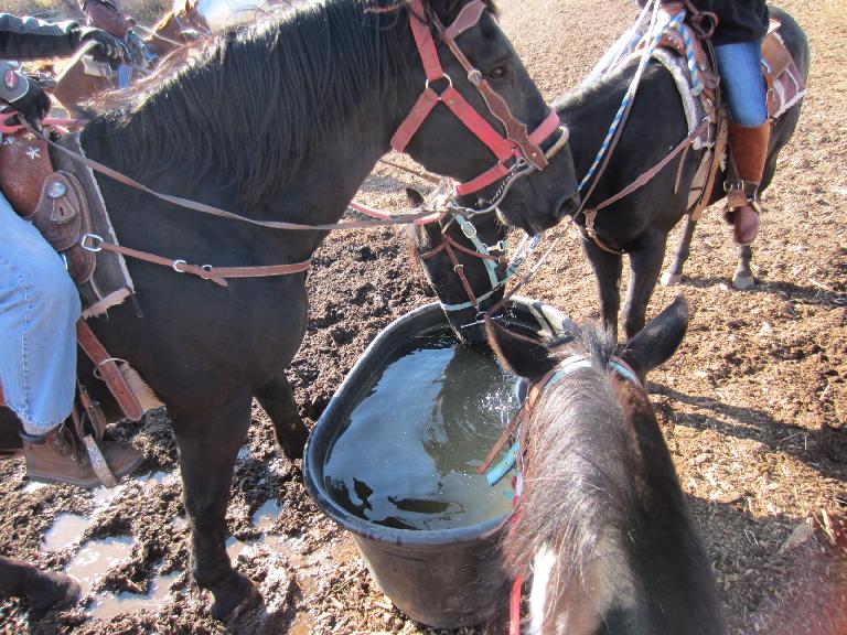 The horses were thirsty after the 90-minute tour.
