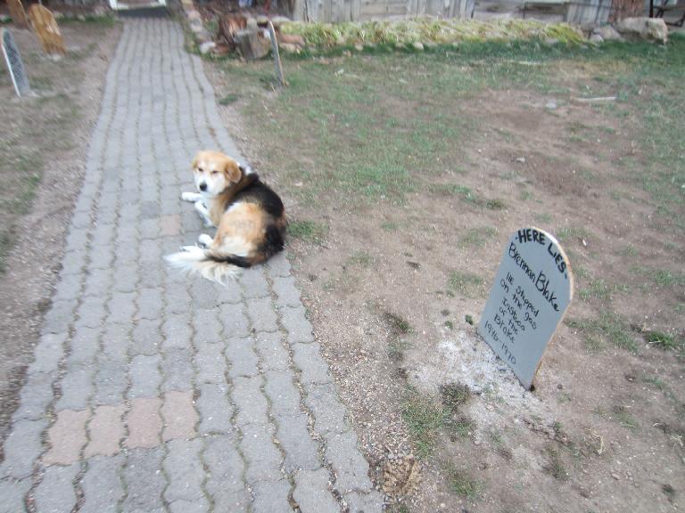 Dog by the makeshift graveyard at the Elkhorn Stables.