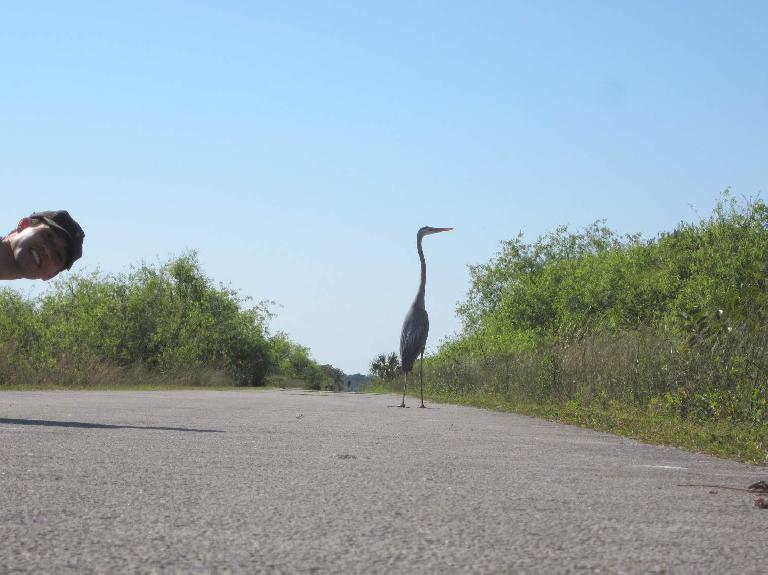 A wood stork... and Felix.