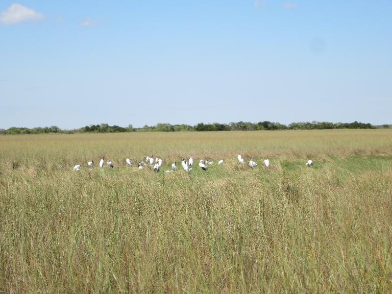 Birds in a meadow.