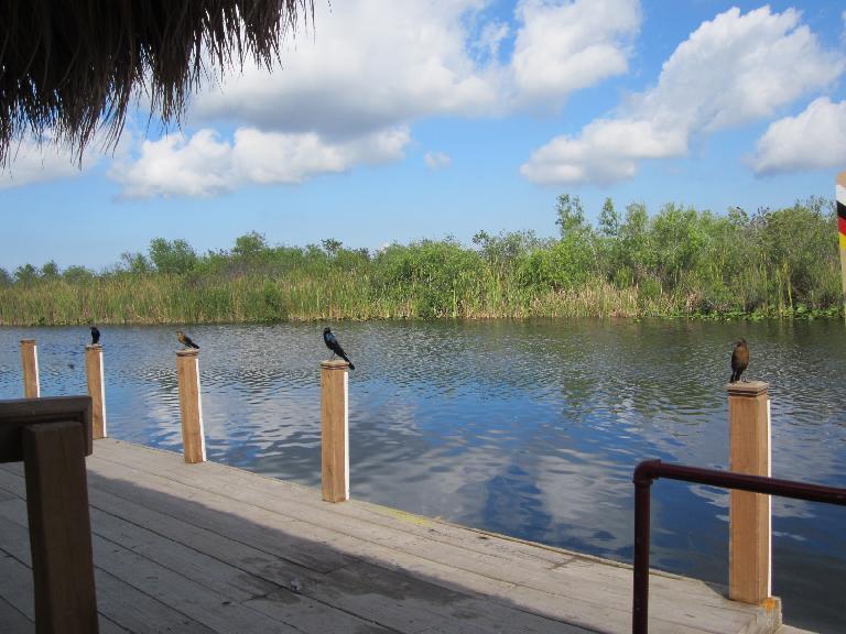 Birds on columns at Buffalo Tiger's Airboat Tours.