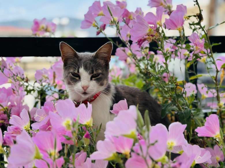 A cat posing in a flower planter in Mourikion, Greece.