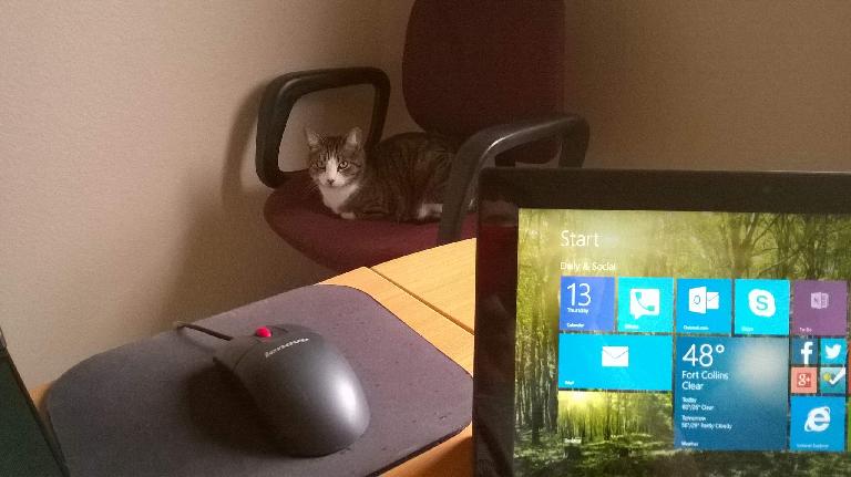 Tiger on the office chair while I work.