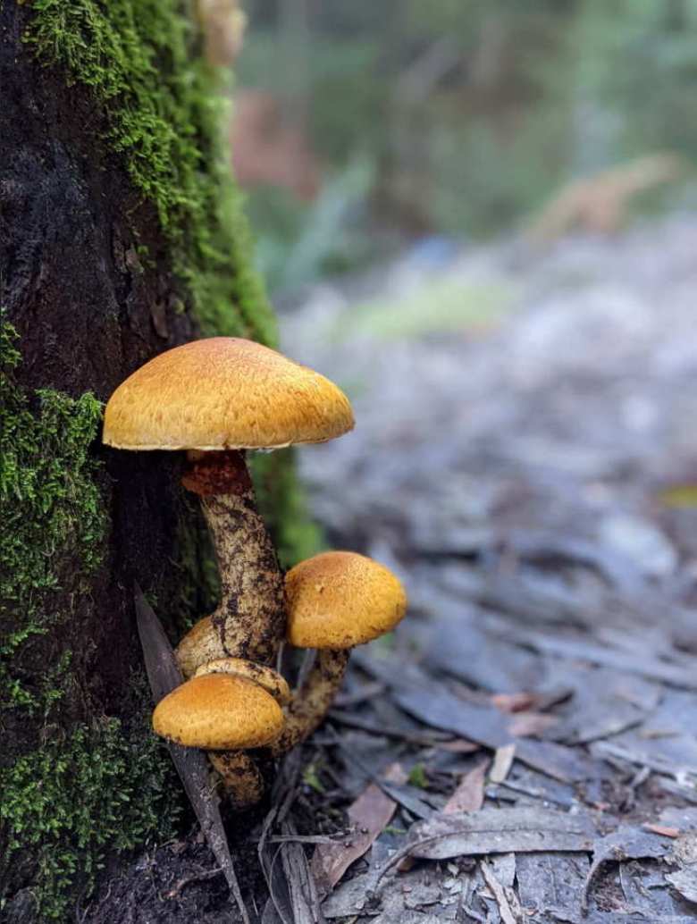 Wild mushrooms at the base of a mossy tree.