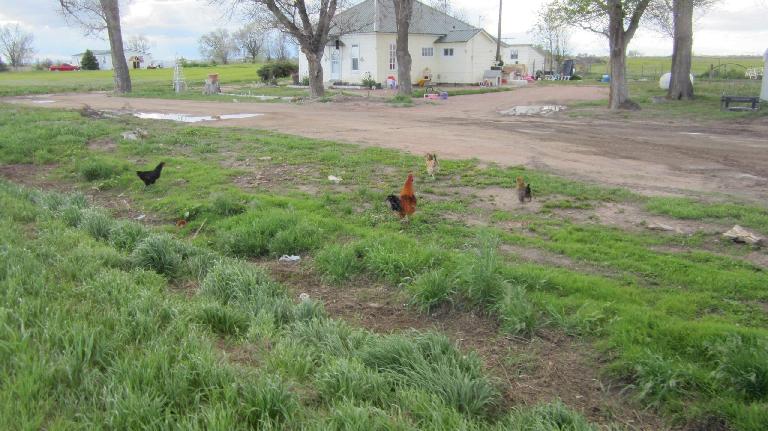 hens, white house, Ault, CO