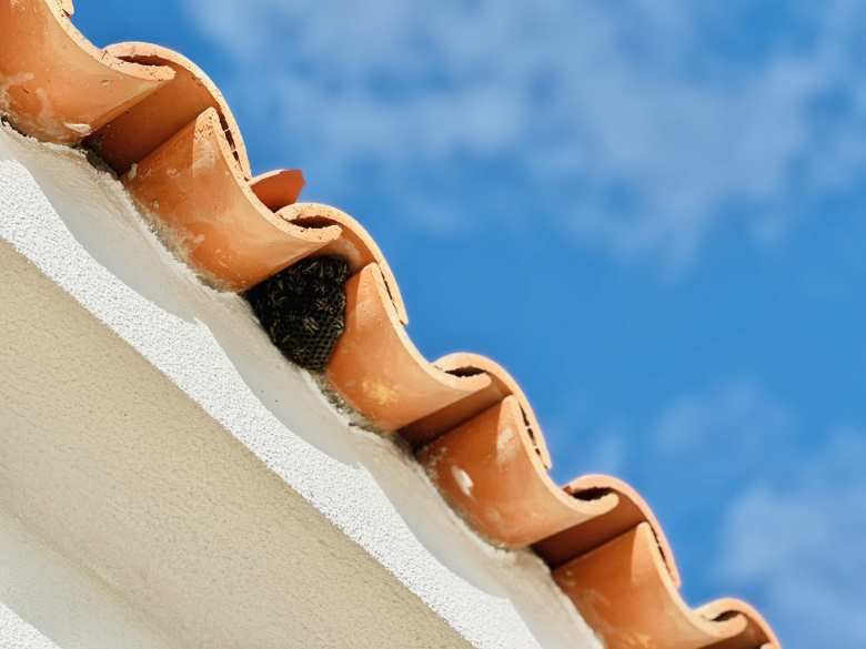 A wasp nest at Chris’ villa.