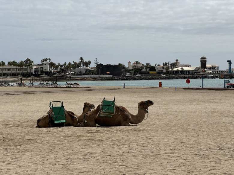 Camels on Caleta de Fuste Beach.
