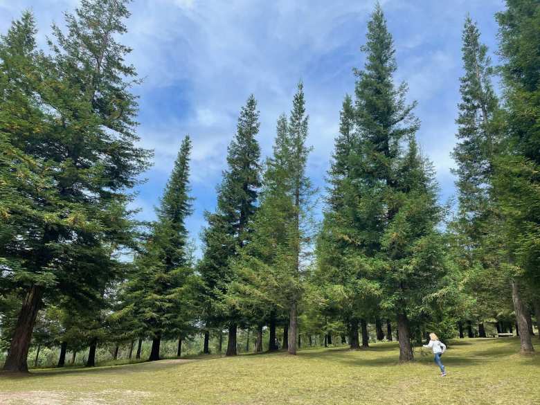 These sequoia trees at the Bosque de Colón - Sequoias Poio were from California.