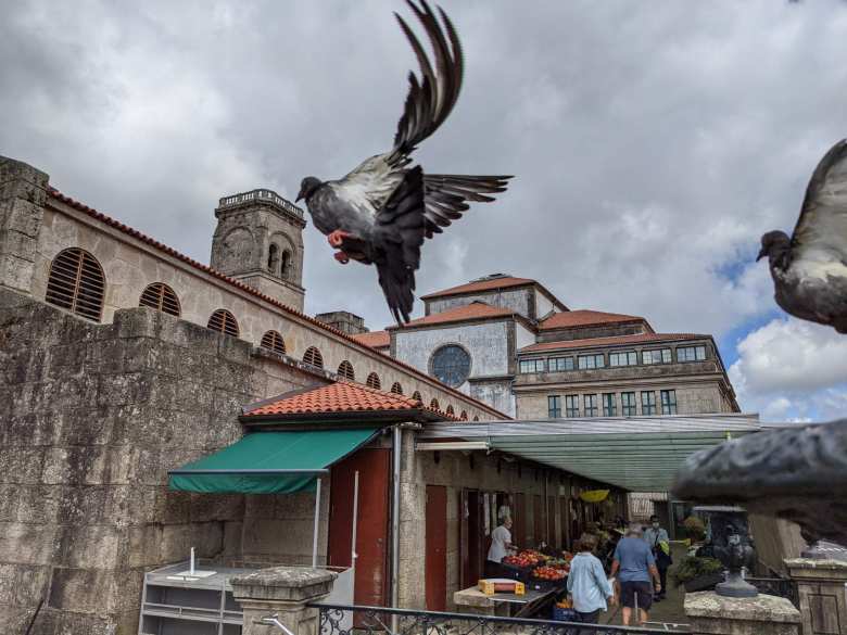 Birds flying near a market in the center of Santiago de Compostela.
