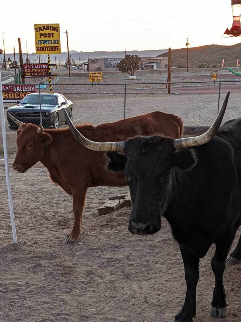 A brown cow and a black cow named Big Texas, with a grey Dodge Challenger R/T in the background in Dolan Springs, Arizona.
