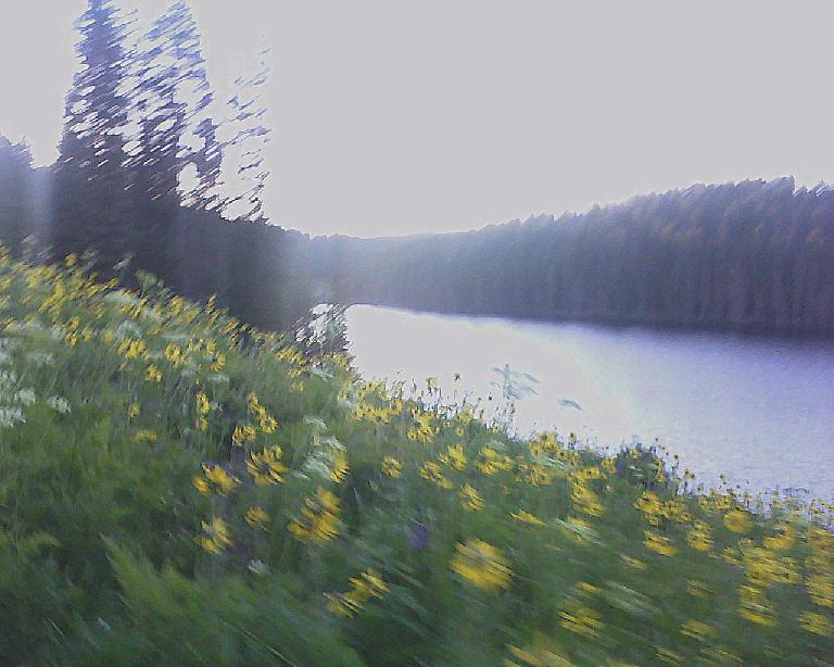 Sunflowers and lupine by a lake and sunrise in the Grand Mesa National Forest.