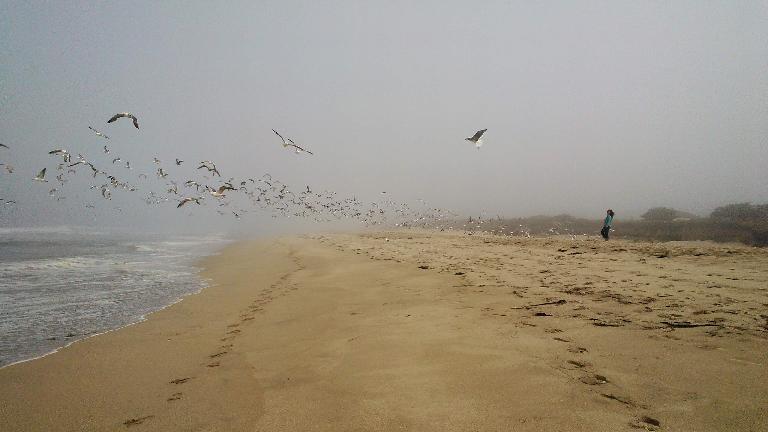 A flock of birds taking flight.