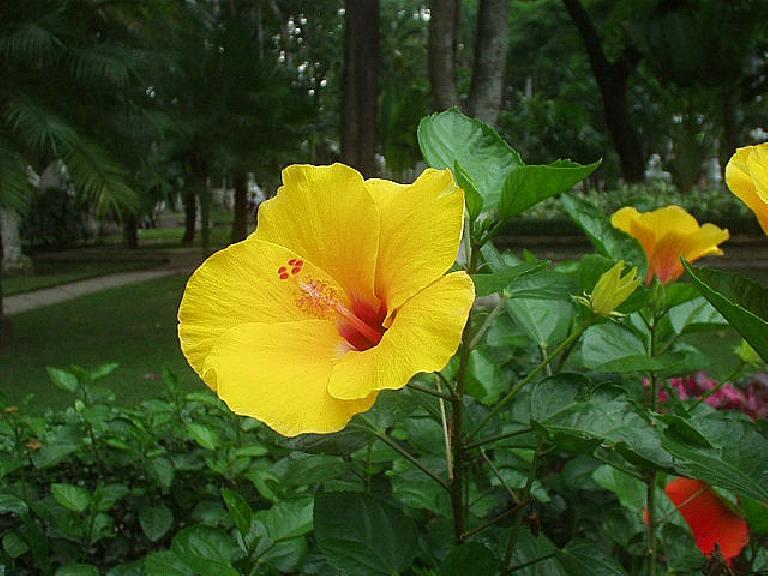 Flower in Tao Dao Park.