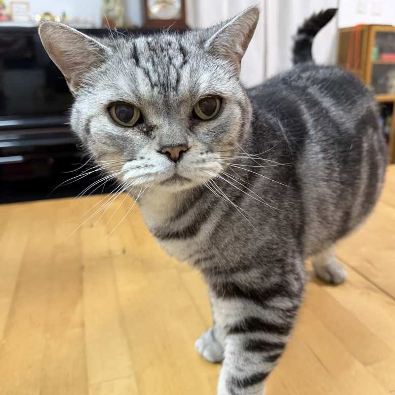My cousin's four-year-old cat Happy doesn't look too happy in this photo, but was actually an adorable kitty.