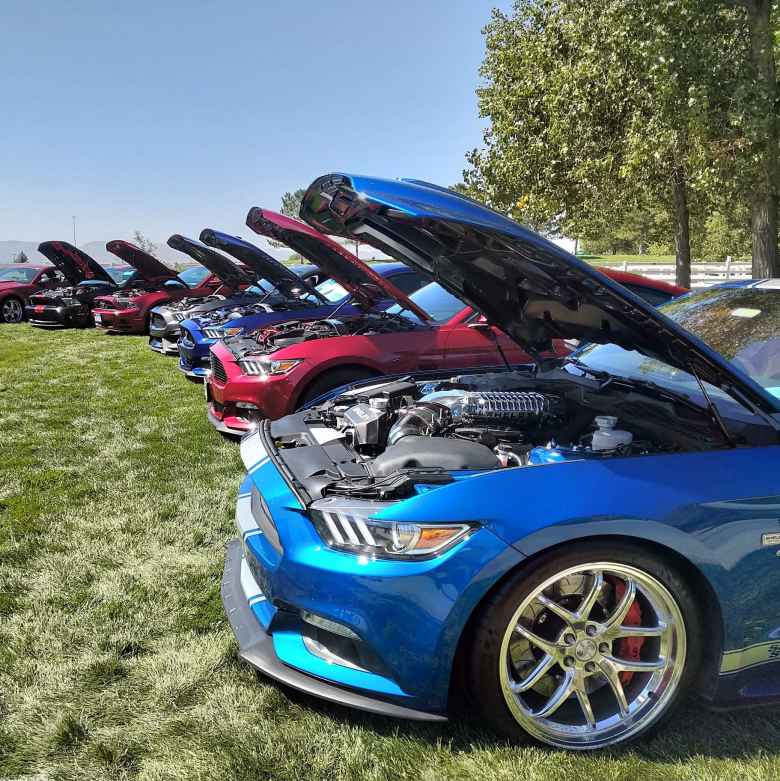 A whole row of modern Ford Mustangs with their hoods open.