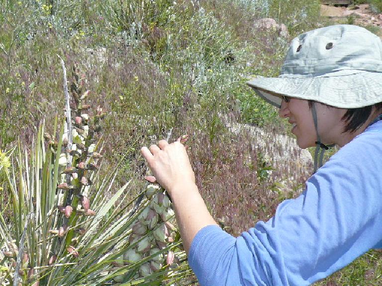 Sarah inspects a yucca plant.