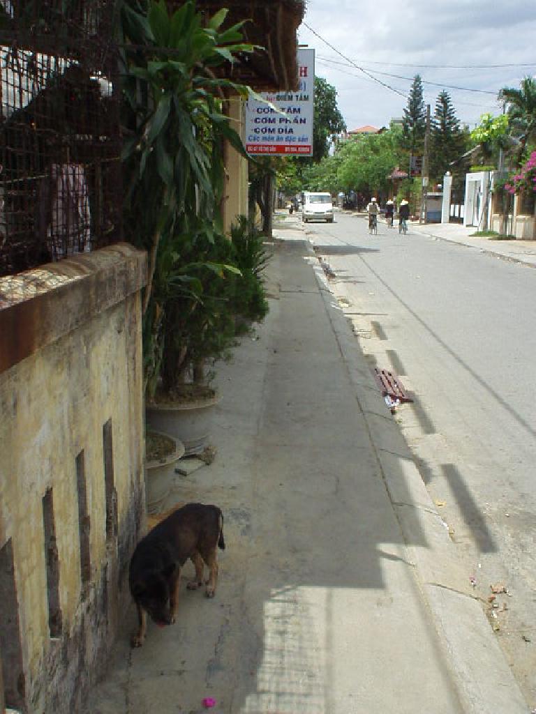 Dog roaming the sidewalk.
