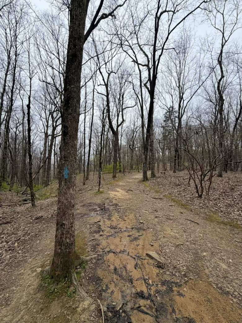 The North Plateau Loop Trail at Monte Sano State Park.