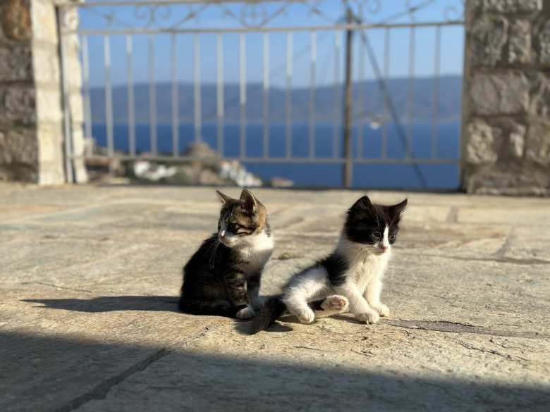 There were so many cats on Hydra. Here are two kittens at the Church of St. Constantine.